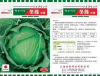 Dongsheng Cabbage