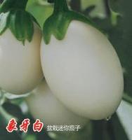 Ivory Eggplant