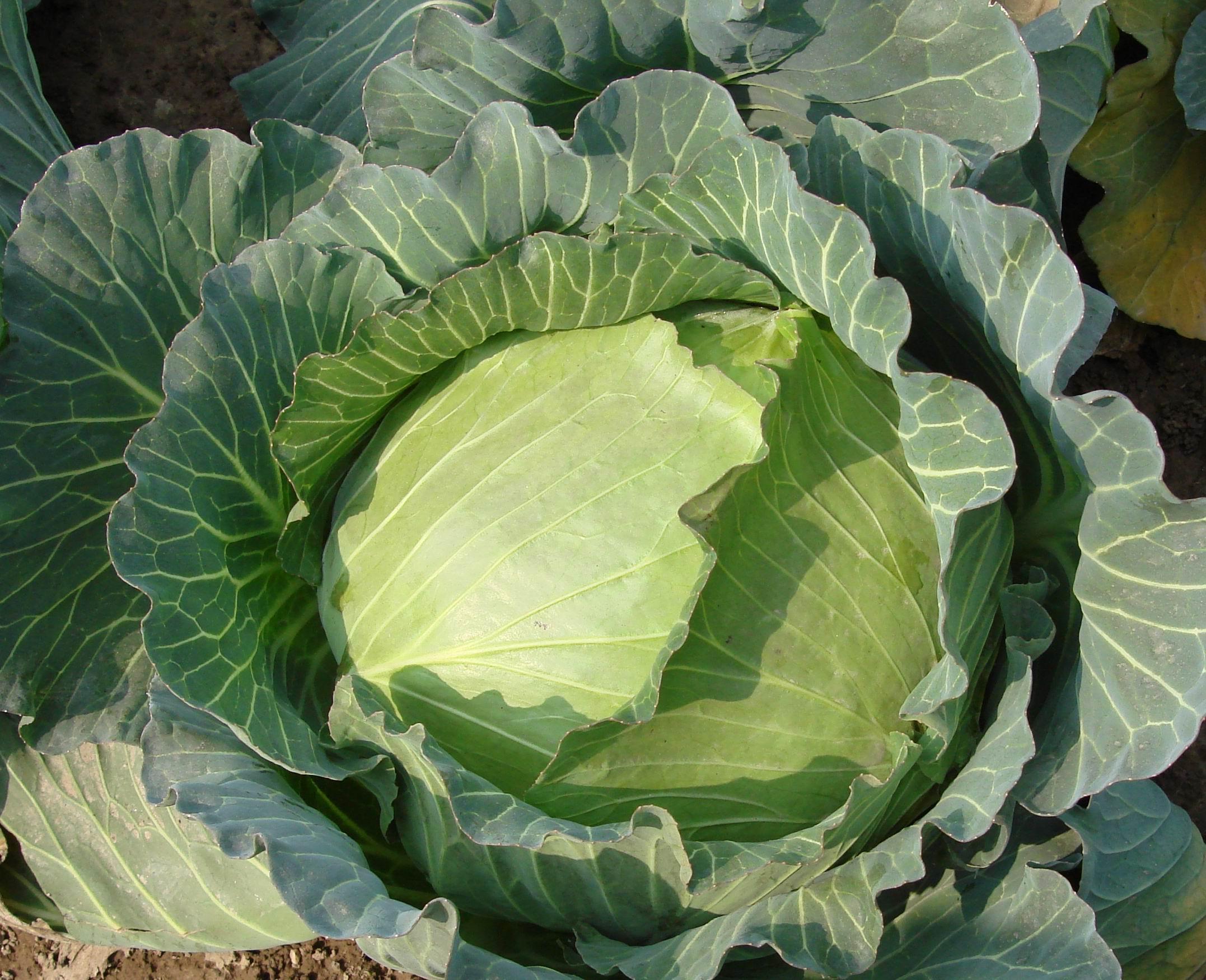 Chuncai Cabbage
