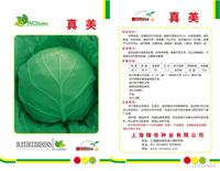 Zhenmei Cabbage
